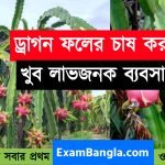 বিকল্প কর্মসংস্থানঃ ড্রাগন ফলের চাষ করুন