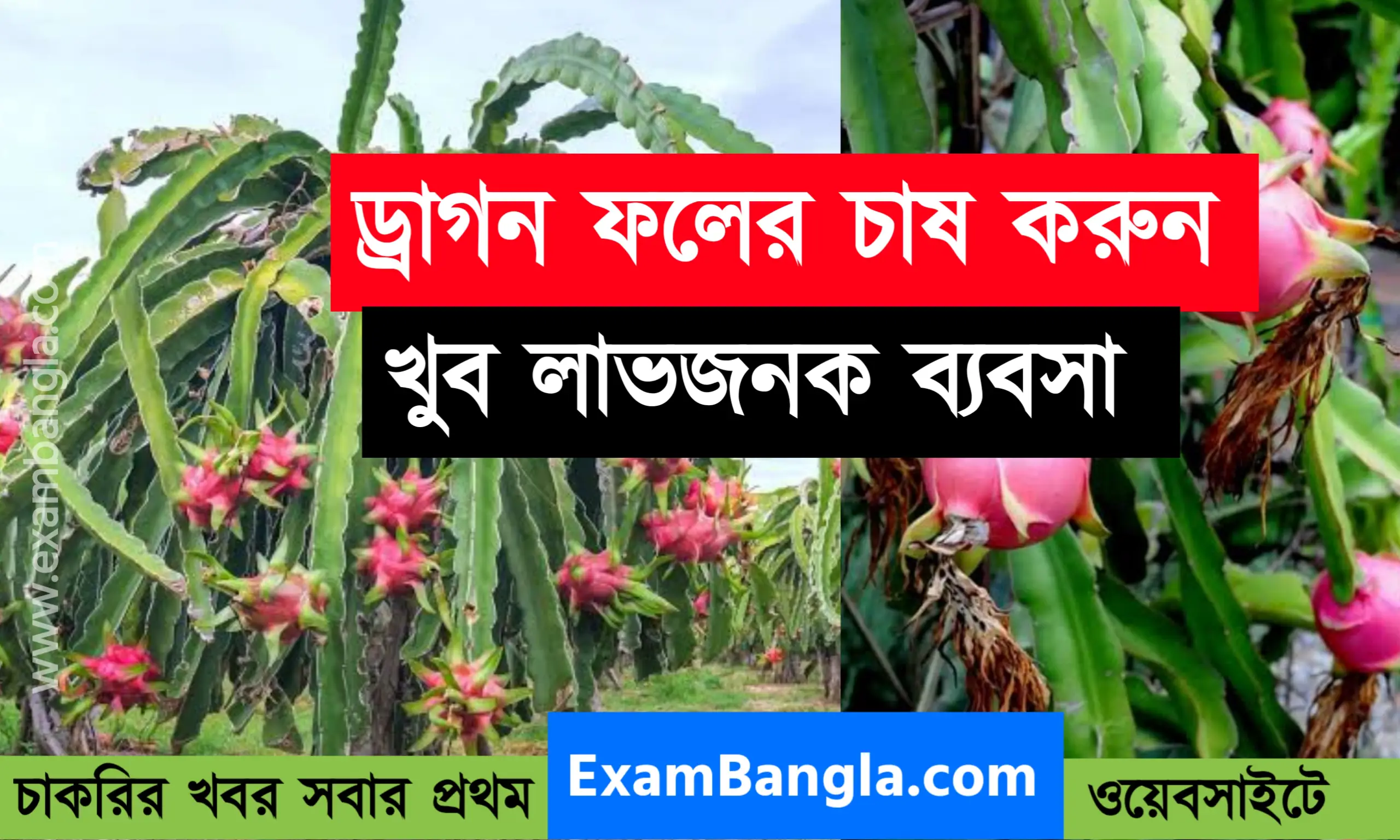 বিকল্প কর্মসংস্থানঃ ড্রাগন ফলের চাষ করুন