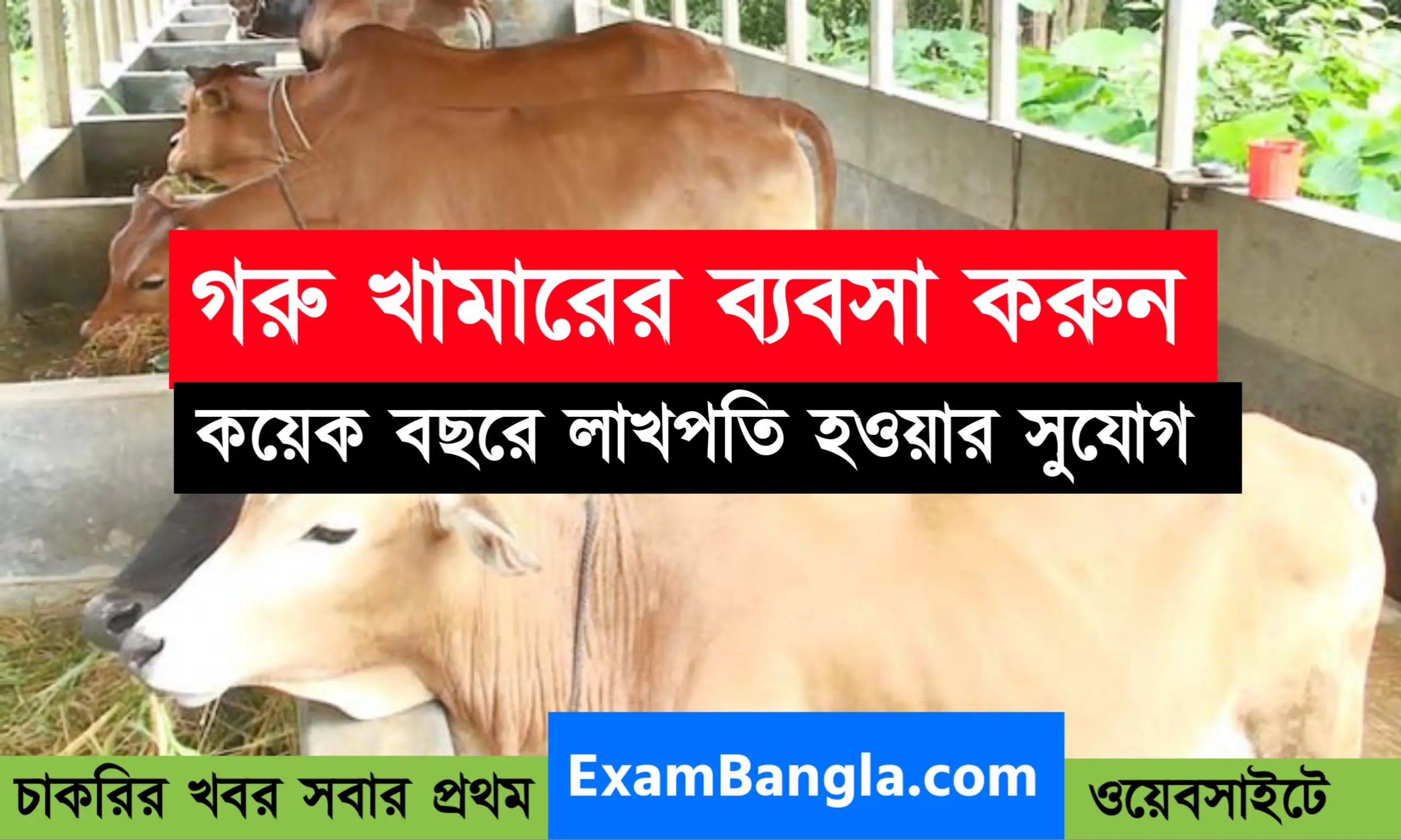 গরু খামারের ব্যাবসা করে লাখ লাখ টাকা আয়