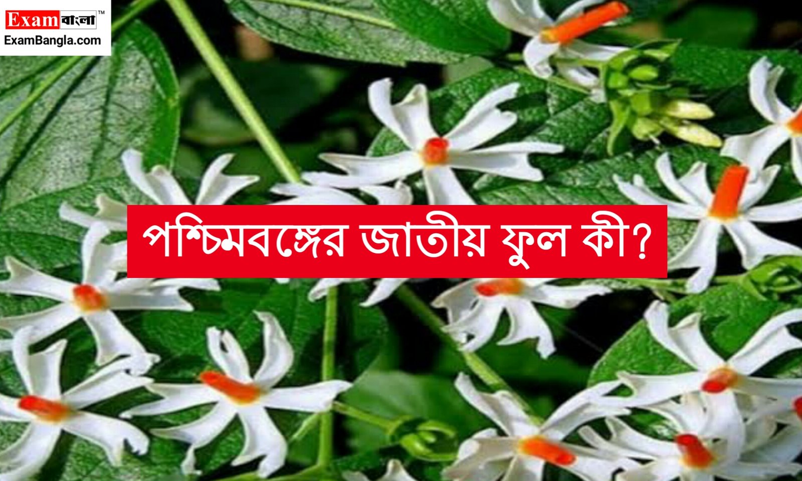 পশ্চিমবঙ্গের জাতীয় ফুল