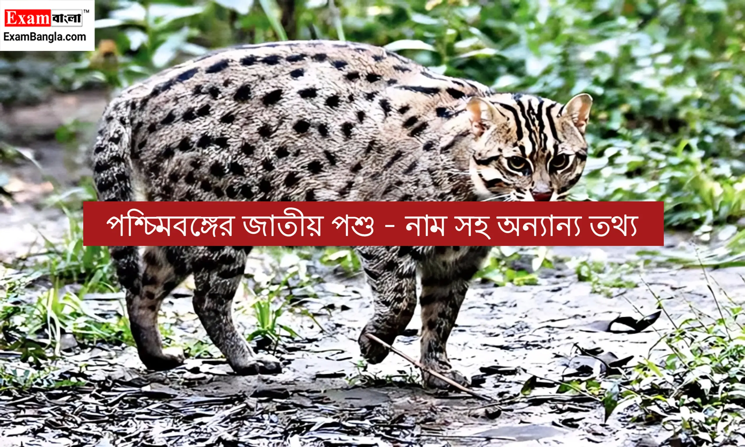 পশ্চিমবঙ্গের জাতীয় পশু