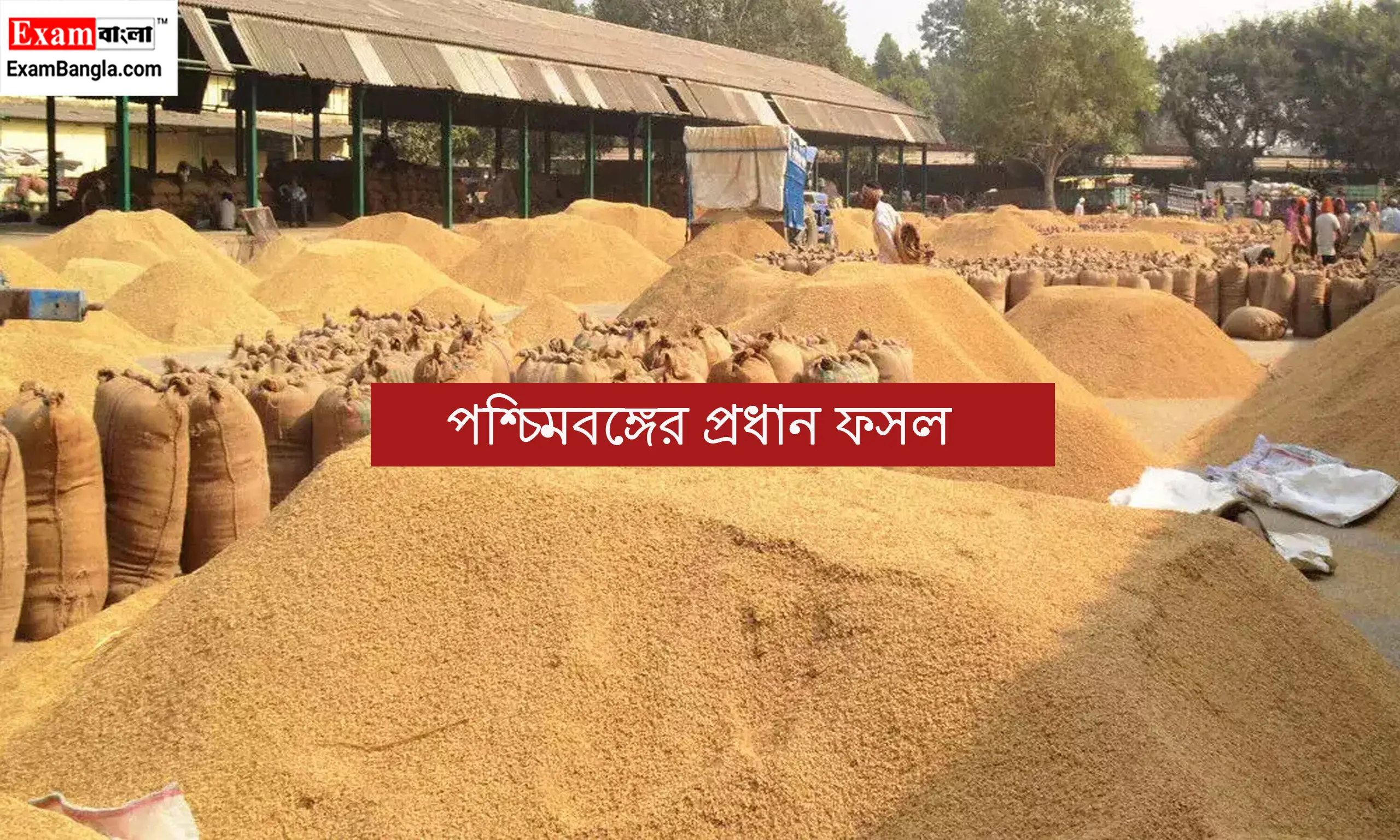 পশ্চিমবঙ্গের প্রধান ফসল